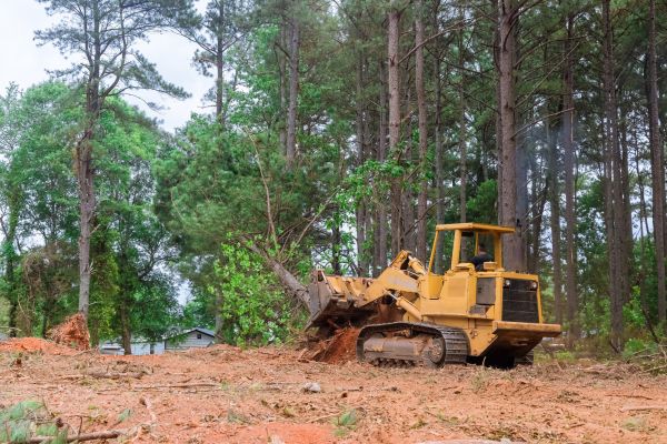 Cost of Trees Clearing in Golden