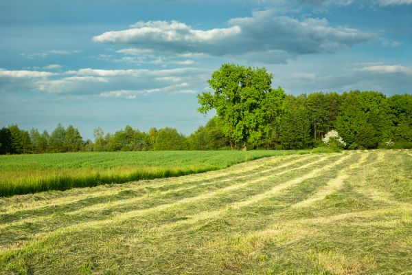Cost of Vegetation Removal in Golden