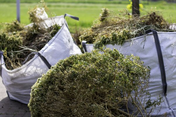 Cost of Bushes Clearing in Golden